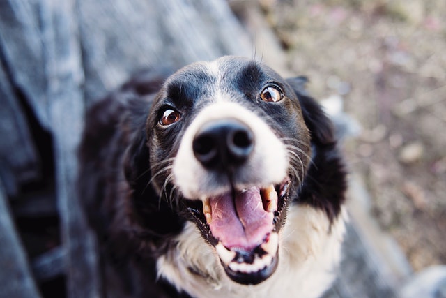 canine smile good dental health